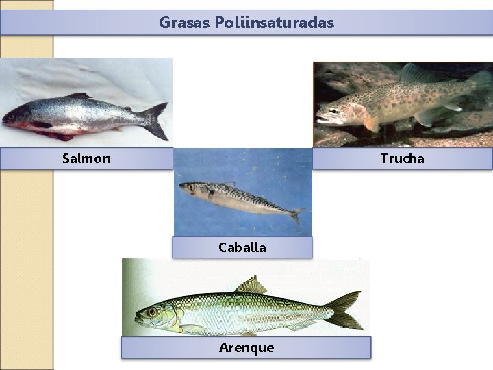 Grasas Poliinsaturadas Salmon Trucha Caballa Arenque 