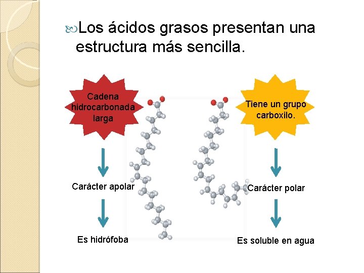  Los ácidos grasos presentan una estructura más sencilla. Cadena hidrocarbonada larga Tiene un