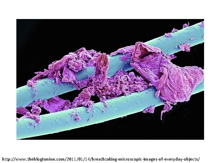 http: //www. theblogismine. com/2011/01/14/breathtaking-microscopic-images-of-everyday-objects/ 