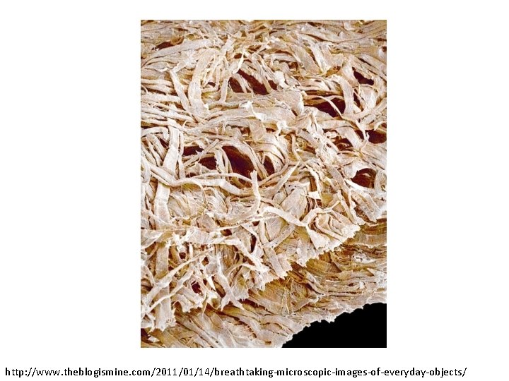 http: //www. theblogismine. com/2011/01/14/breathtaking-microscopic-images-of-everyday-objects/ 