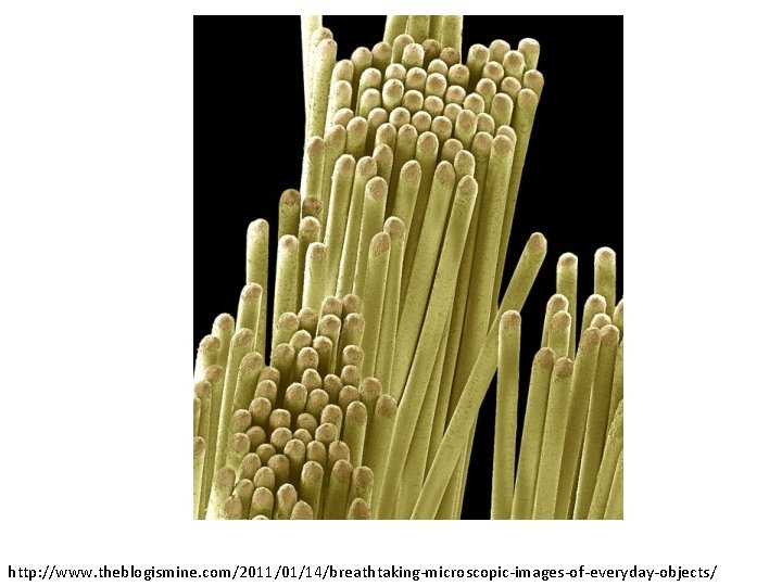 http: //www. theblogismine. com/2011/01/14/breathtaking-microscopic-images-of-everyday-objects/ 