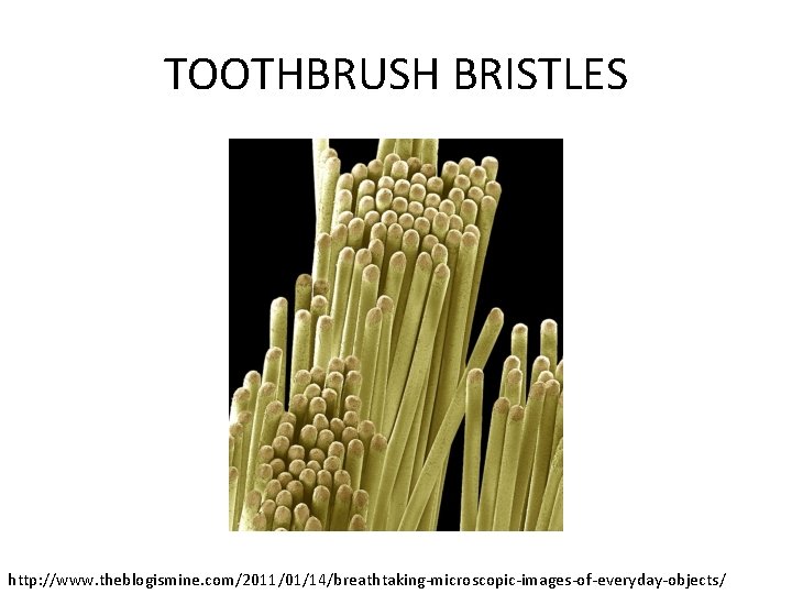 TOOTHBRUSH BRISTLES http: //www. theblogismine. com/2011/01/14/breathtaking-microscopic-images-of-everyday-objects/ 