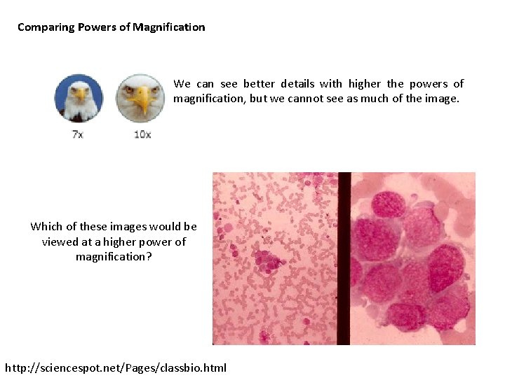 Comparing Powers of Magnification We can see better details with higher the powers of