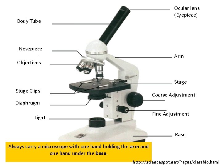 Ocular lens (Eyepiece) Body Tube Nosepiece Arm Objectives Stage Clips Coarse Adjustment Diaphragm Fine