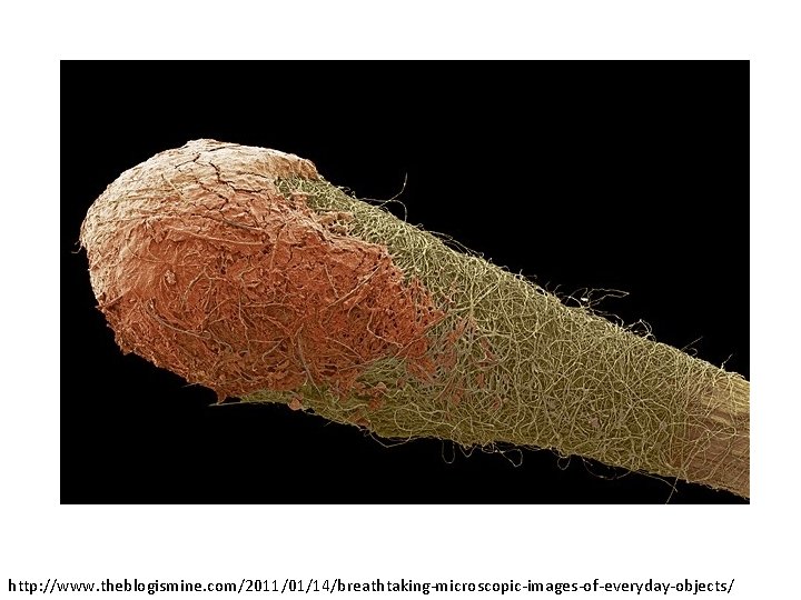 http: //www. theblogismine. com/2011/01/14/breathtaking-microscopic-images-of-everyday-objects/ 