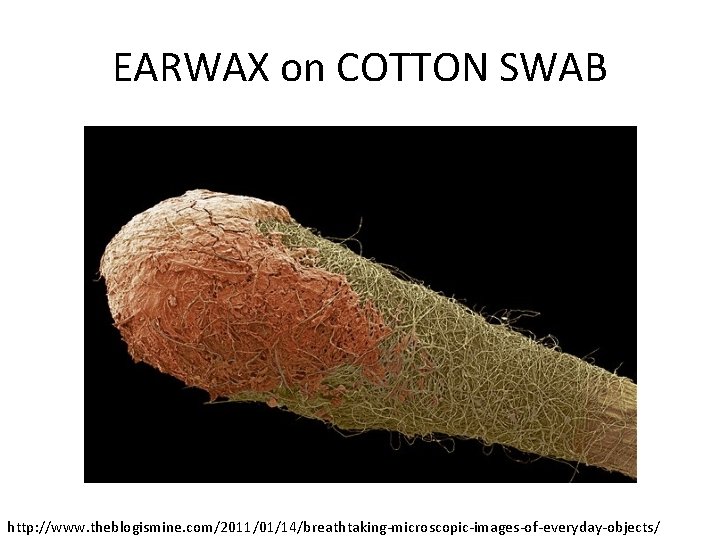 EARWAX on COTTON SWAB http: //www. theblogismine. com/2011/01/14/breathtaking-microscopic-images-of-everyday-objects/ 