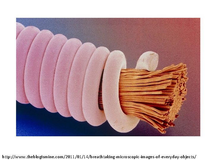 http: //www. theblogismine. com/2011/01/14/breathtaking-microscopic-images-of-everyday-objects/ 