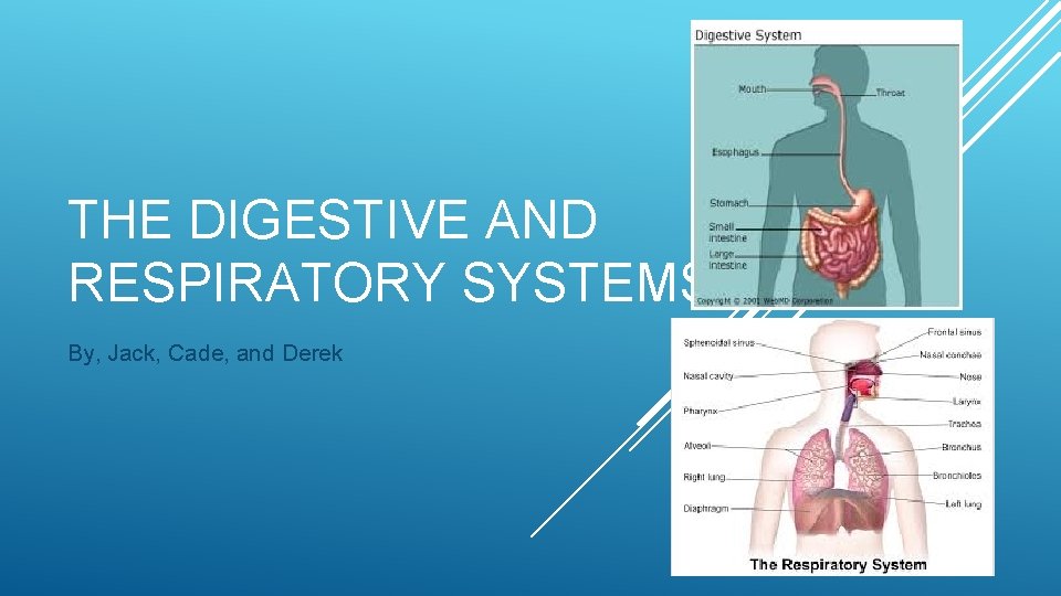 THE DIGESTIVE AND RESPIRATORY SYSTEMS By, Jack, Cade, and Derek 