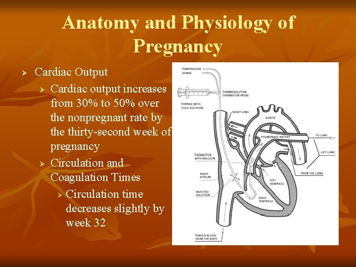 Anatomy and Physiology of Pregnancy Ø Cardiac Output Ø Cardiac output increases from 30%