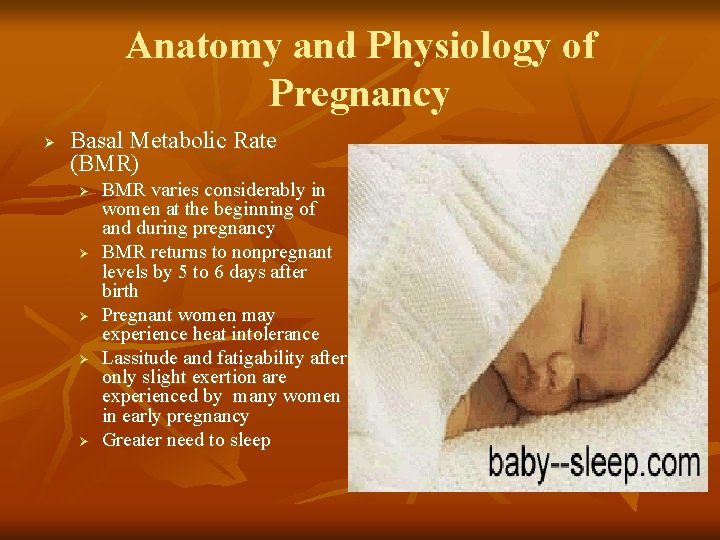 Anatomy and Physiology of Pregnancy Ø Basal Metabolic Rate (BMR) Ø Ø Ø BMR