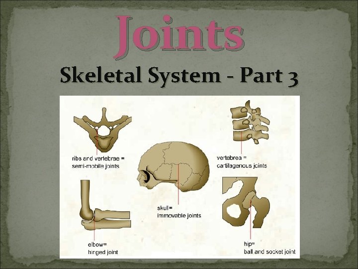 Joints Skeletal System - Part 3 