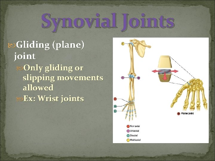 Synovial Joints Gliding (plane) joint Only gliding or slipping movements allowed Ex: Wrist joints