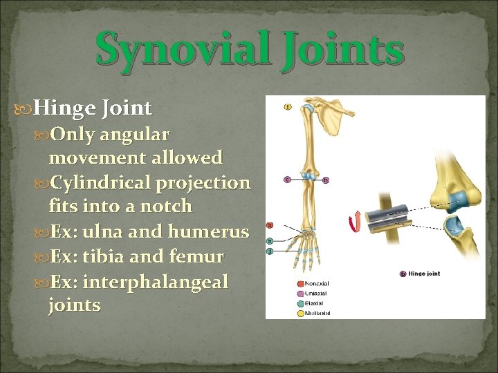 Synovial Joints Hinge Joint Only angular movement allowed Cylindrical projection fits into a notch