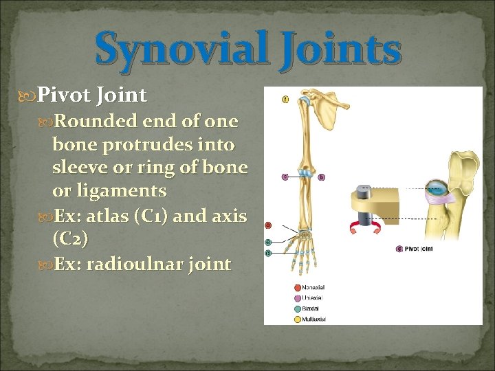 Synovial Joints Pivot Joint Rounded end of one bone protrudes into sleeve or ring