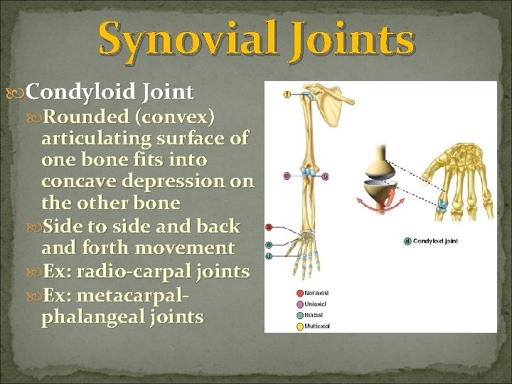 Synovial Joints Condyloid Joint Rounded (convex) articulating surface of one bone fits into concave