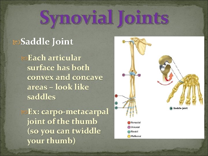 Synovial Joints Saddle Joint Each articular surface has both convex and concave areas –