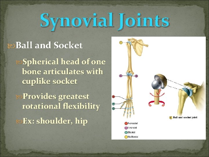Synovial Joints Ball and Socket Spherical head of one bone articulates with cuplike socket