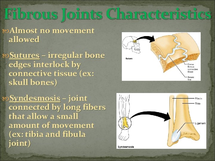 Fibrous Joints Characteristics Almost no movement allowed Sutures – irregular bone edges interlock by