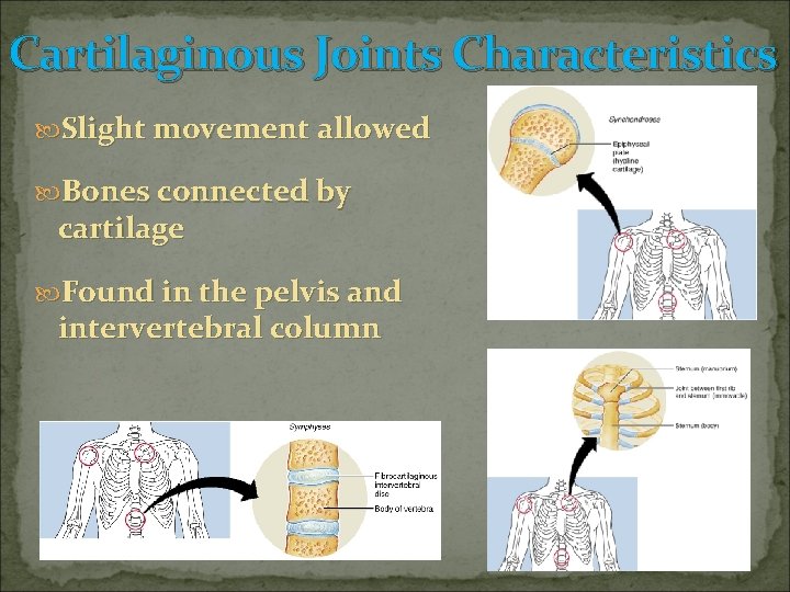 Cartilaginous Joints Characteristics Slight movement allowed Bones connected by cartilage Found in the pelvis