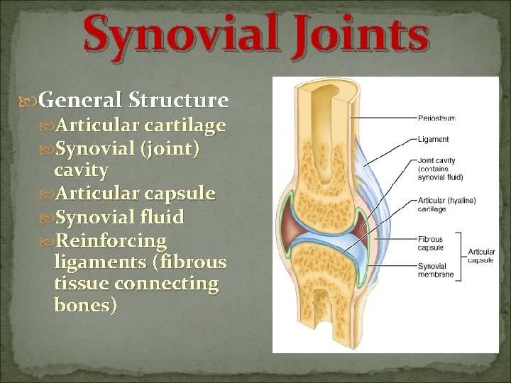 Synovial Joints General Structure Articular cartilage Synovial (joint) cavity Articular capsule Synovial fluid Reinforcing