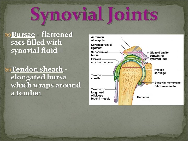 Synovial Joints Bursae - flattened sacs filled with synovial fluid Tendon sheath - elongated