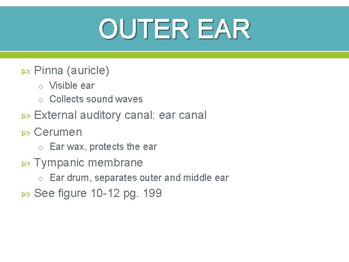 OUTER EAR Pinna (auricle) o Visible ear o Collects sound waves External auditory canal: