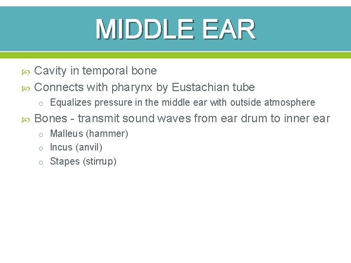 MIDDLE EAR Cavity in temporal bone Connects with pharynx by Eustachian tube o Equalizes