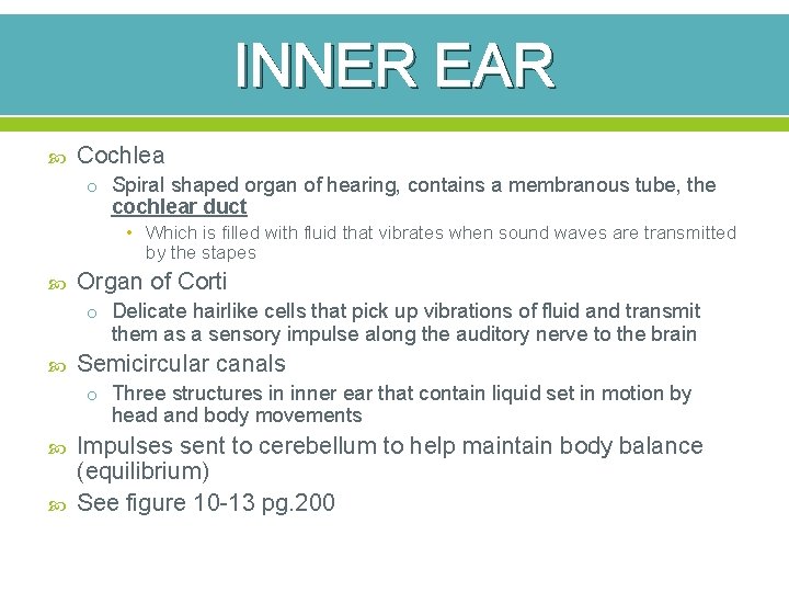 INNER EAR Cochlea o Spiral shaped organ of hearing, contains a membranous tube, the
