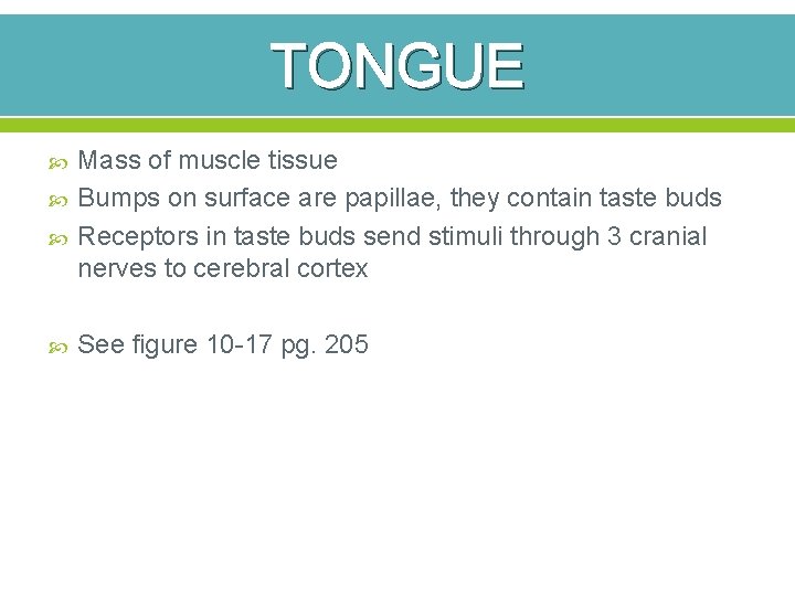 TONGUE Mass of muscle tissue Bumps on surface are papillae, they contain taste buds