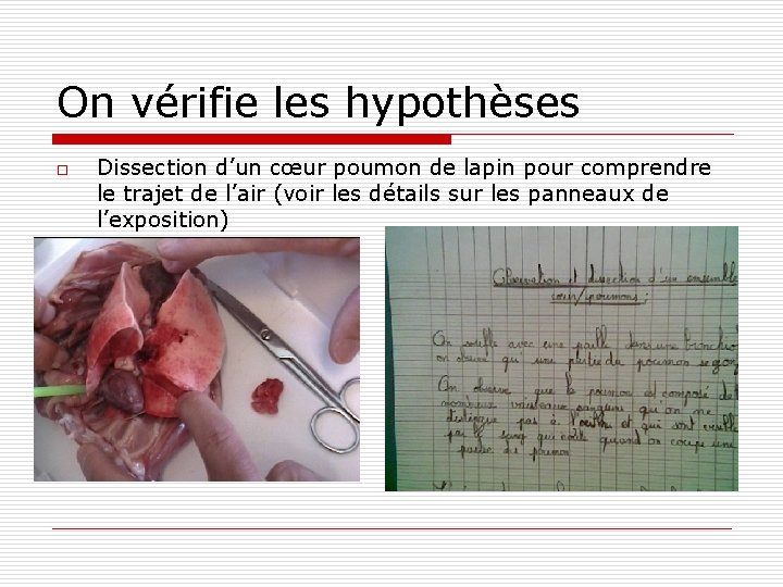 On vérifie les hypothèses o Dissection d’un cœur poumon de lapin pour comprendre le