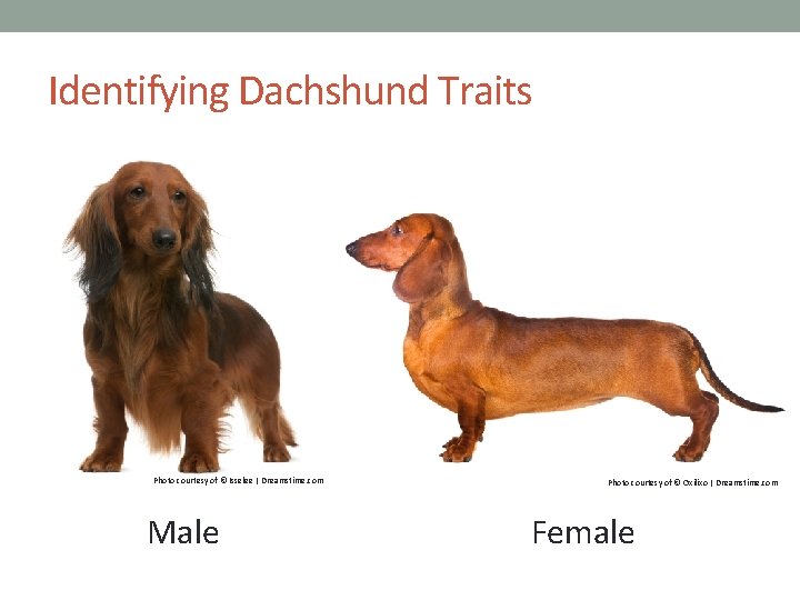 Identifying Dachshund Traits Photo courtesy of © Isselee | Dreamstime. com Male Photo courtesy
