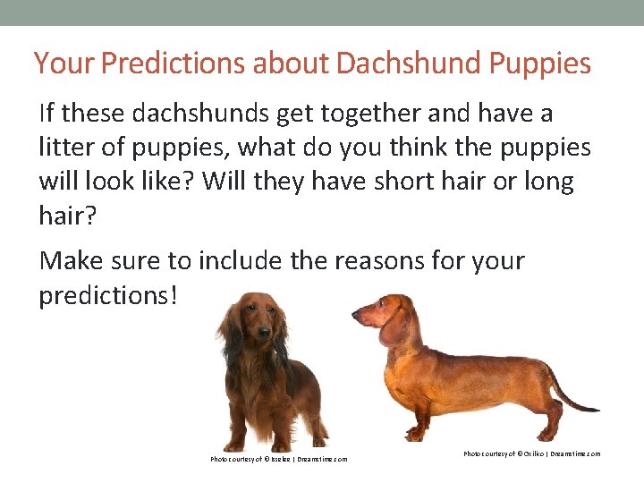 Your Predictions about Dachshund Puppies If these dachshunds get together and have a litter