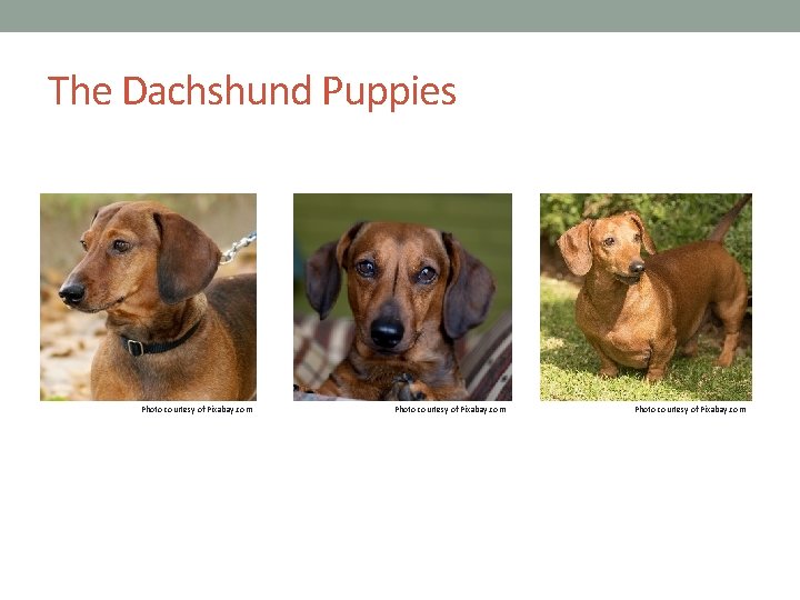 The Dachshund Puppies Photo courtesy of Pixabay. com 