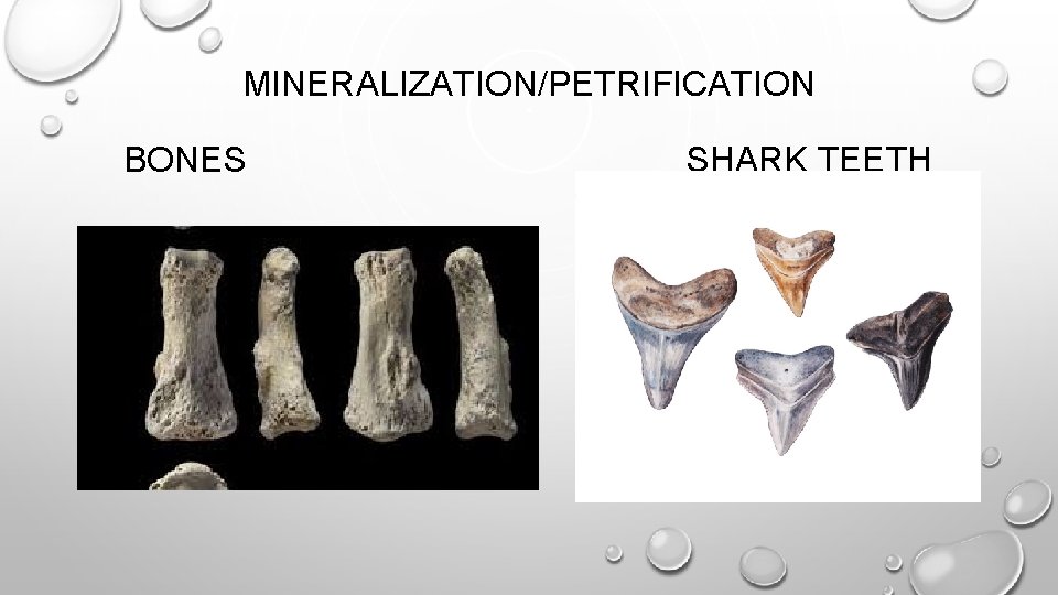 MINERALIZATION/PETRIFICATION BONES SHARK TEETH 