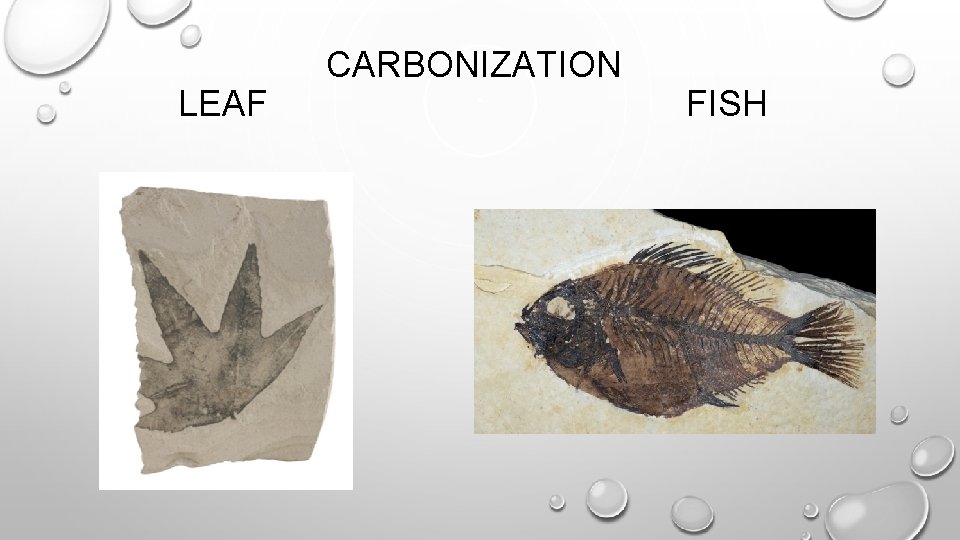 LEAF CARBONIZATION FISH 