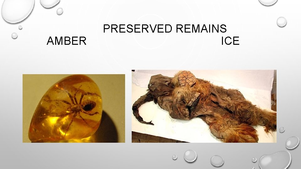 AMBER PRESERVED REMAINS ICE 