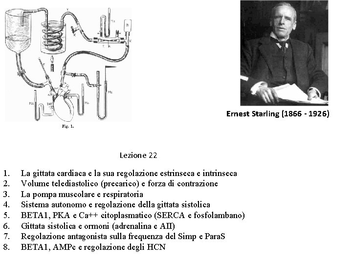 Ernest Starling (1866 - 1926) Lezione 22 1. 2. 3. 4. 5. 6. 7.