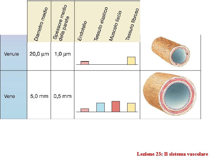 Lezione 23: Il sistema vascolare 