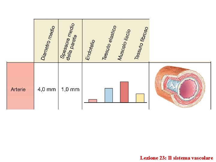 Lezione 23: Il sistema vascolare 