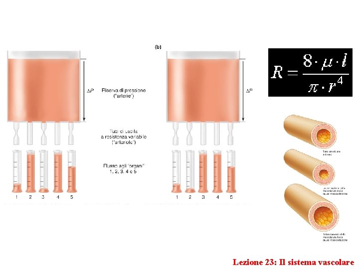 Lezione 23: Il sistema vascolare 