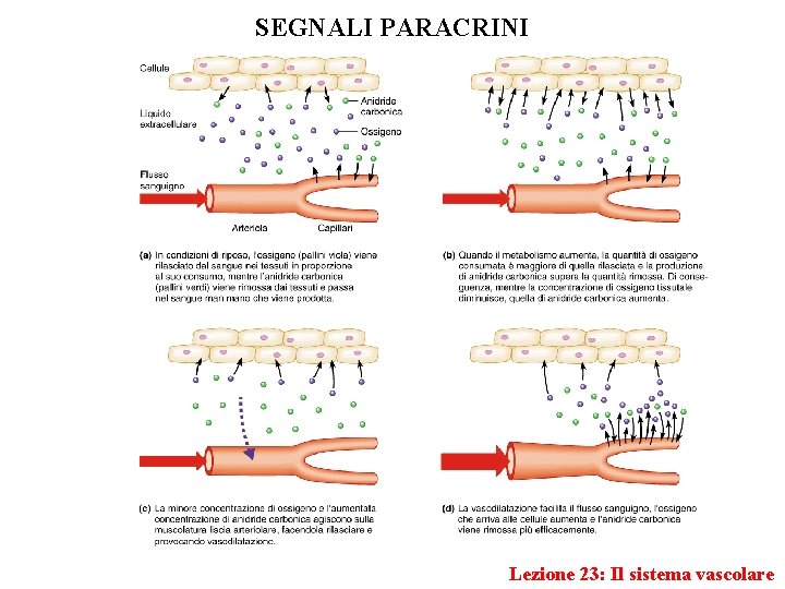 SEGNALI PARACRINI Lezione 23: Il sistema vascolare 