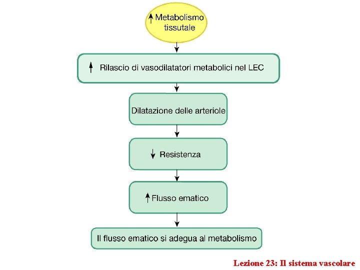 Lezione 23: Il sistema vascolare 