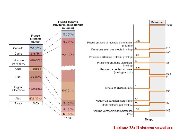 Lezione 23: Il sistema vascolare 