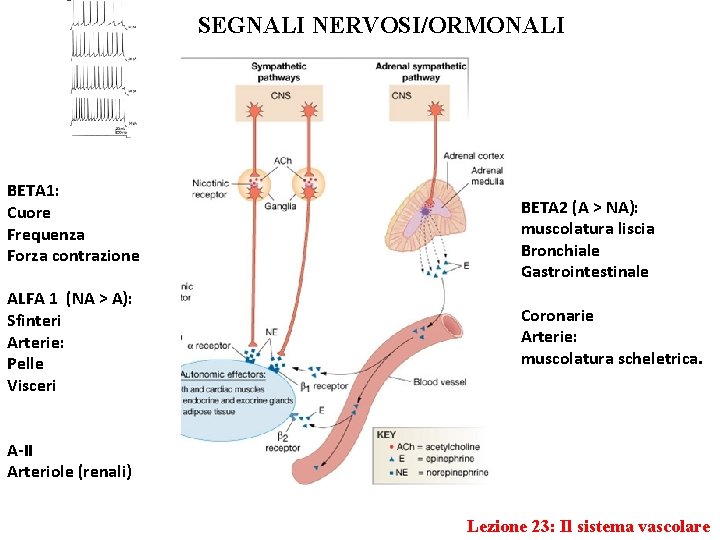 SEGNALI NERVOSI/ORMONALI BETA 1: Cuore Frequenza Forza contrazione ALFA 1 (NA > A): Sfinteri