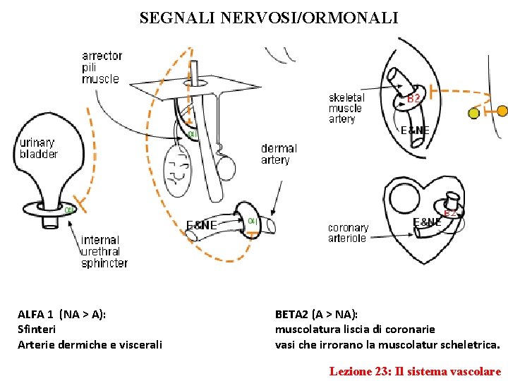 SEGNALI NERVOSI/ORMONALI ALFA 1 (NA > A): Sfinteri Arterie dermiche e viscerali BETA 2