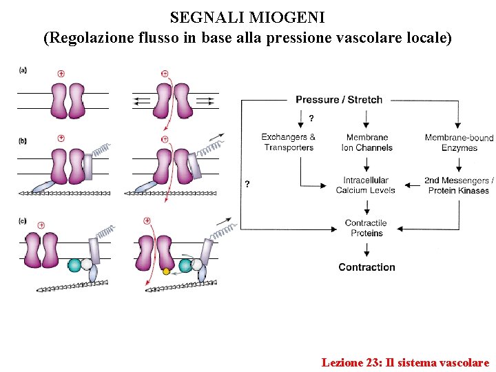 SEGNALI MIOGENI (Regolazione flusso in base alla pressione vascolare locale) Lezione 23: Il sistema