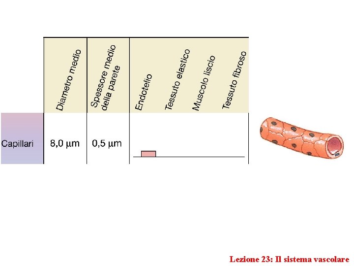 Lezione 23: Il sistema vascolare 