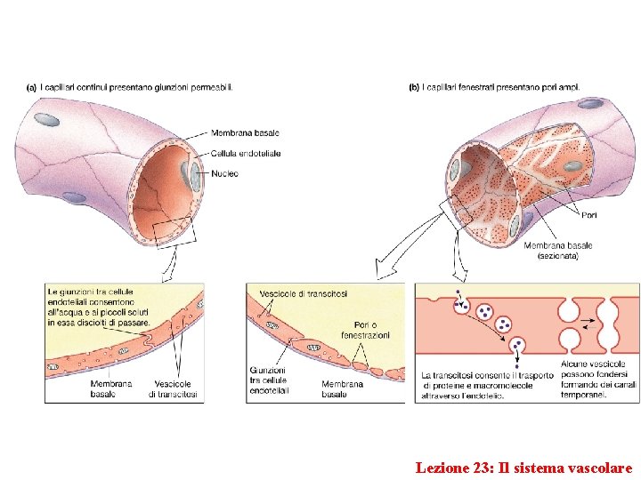 Lezione 23: Il sistema vascolare 