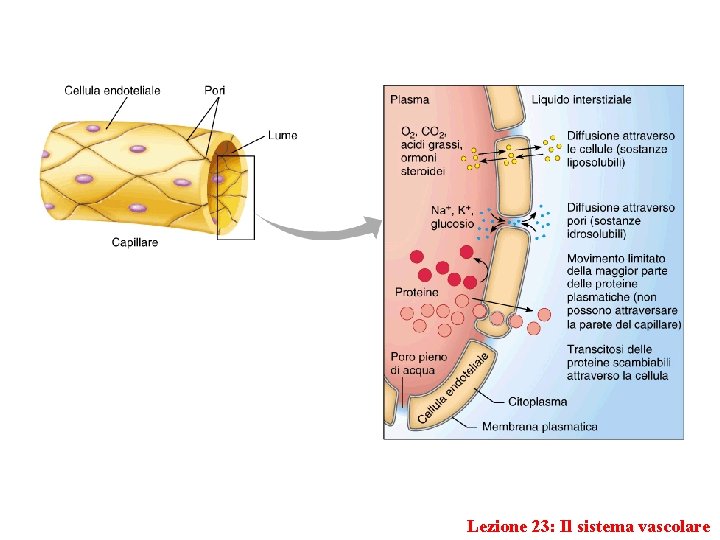 Lezione 23: Il sistema vascolare 