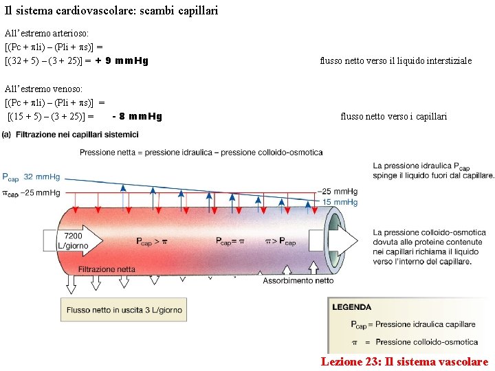 Il sistema cardiovascolare: scambi capillari All’estremo arterioso: [(Pc + li) – (Pli + s)]